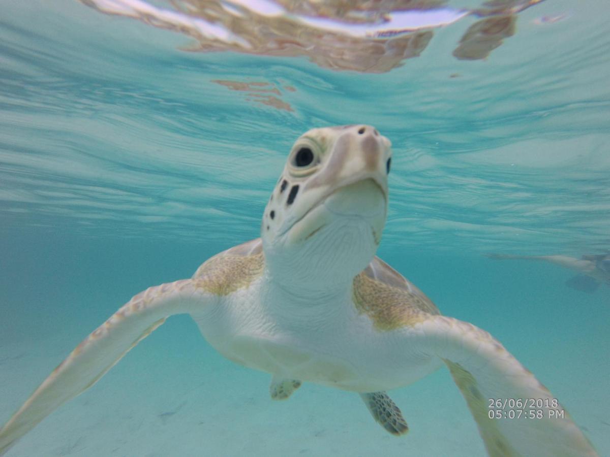 Turtles Nest Bahamas Apartment จอร์จทาวน์ ภายนอก รูปภาพ